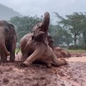 Elephant MuayLek Gains Confidence With Help Of Her Friends Taking Her First Mud Bath