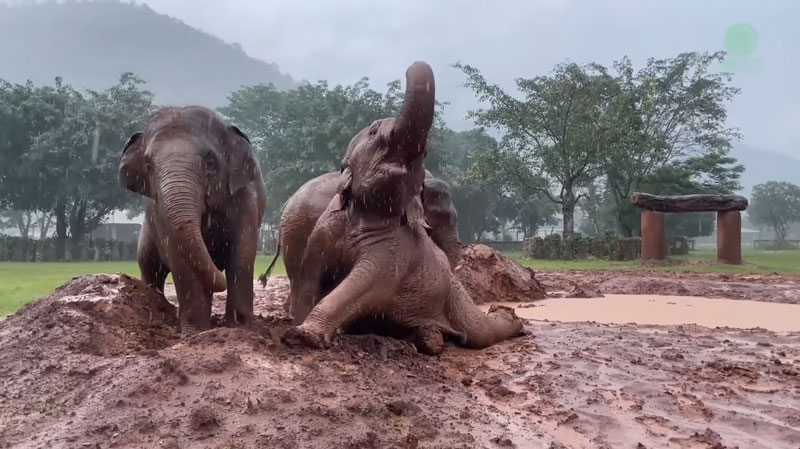 muaylek gains confidence taking her first mud bath at elephant nature park