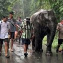 Save Elephant Foundation Rescue – MuayLek