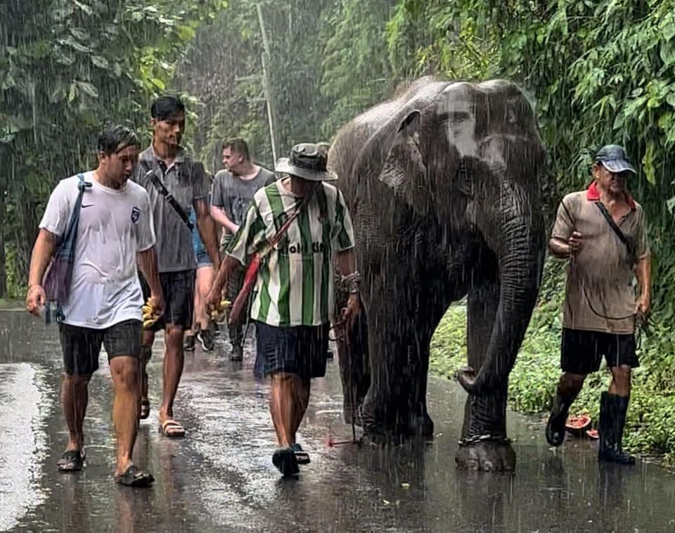 Muaylek walks to freedom through the rain towards the sanctuary of elephant nature park