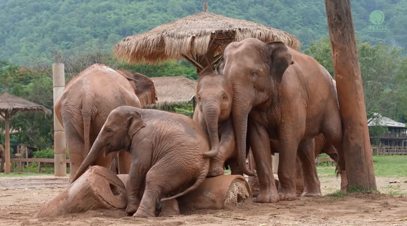 Five rescued elephants enjoy a mud party at Elephant Nature Park in the rainy season