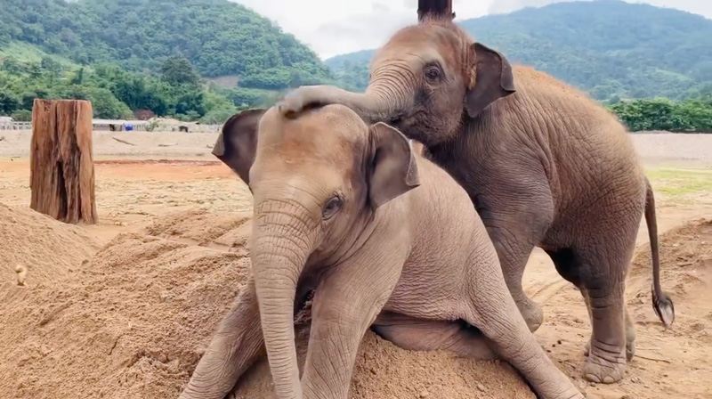 New delivery of sand at Elephant Nature Park causes great excitement for baby elephants