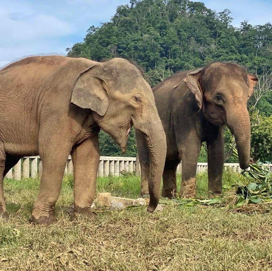 Sanmueng and Tangmo settling in after their rescue by Save Elephant Foundation