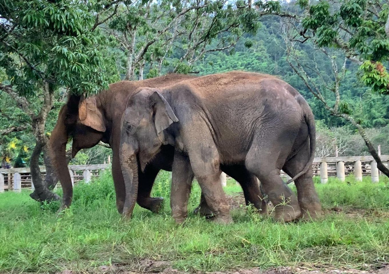 Sanmueng and Tangmo settling in after their rescue by Save Elephant Foundation