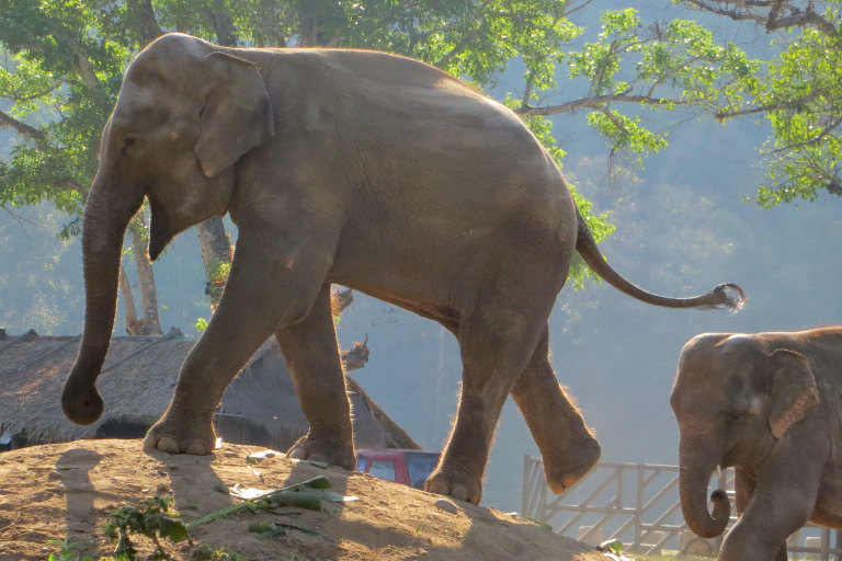 Saree At Elephant Nature Park