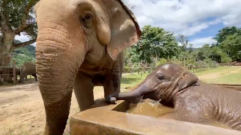 Baby Sa Ngae turns the water tank into his little swimming pool!