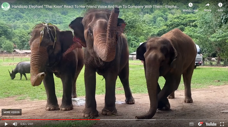 land mine victim thaikoon rushes to meet her friends at elephant nature park