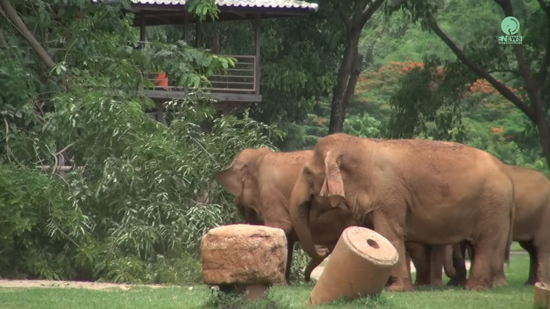 wanmai and family investigate a fallen tree at elephant nature park