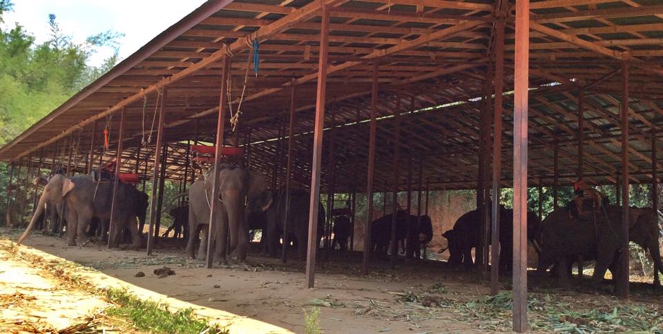 The rescue of 19 Elephants by Save Elephant Foundation 