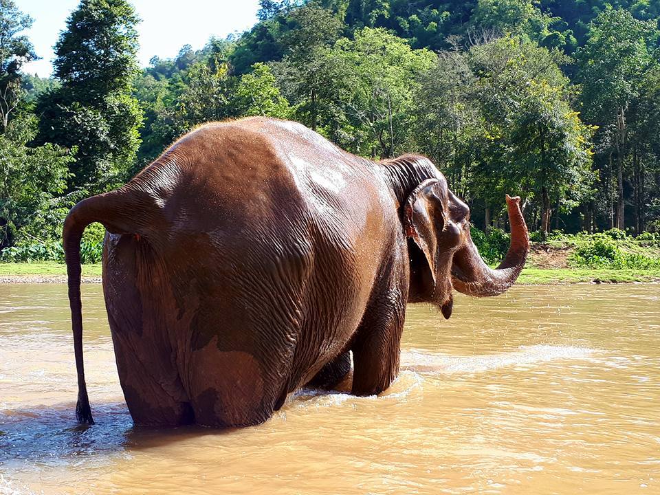 Mae Malee is a large beautiful lady now retired to Elephant Nature Park Sanctuary