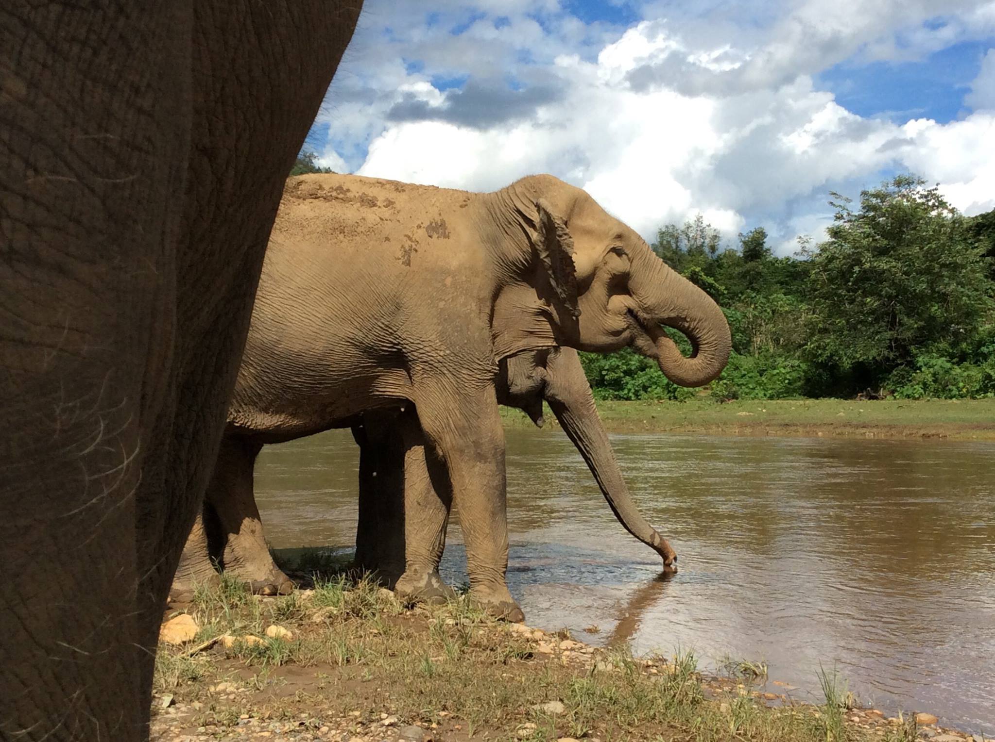 malee and manao at elephant nature park sanctuary