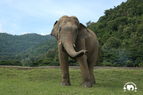 Meet the Elephant Chang Yim at Elephant Nature Park Sanctuary