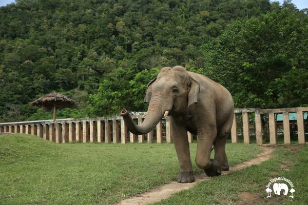 Meet the Elephant Chang Yim at Elephant Nature Park Sanctuary