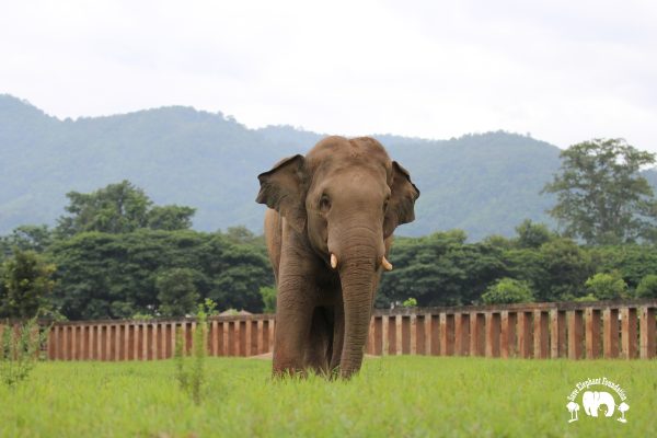 Meet the Elephant Chang Yim at Elephant Nature Park Sanctuary