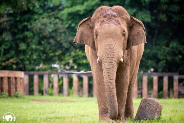 Meet the Elephant Chang Yim at Elephant Nature Park Sanctuary