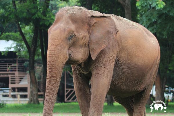 Meet the Elephant Fah Mui at Elephant Nature Park Sanctuary