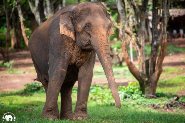 Meet the Elephant Manao at Elephant Nature Park Sanctuary Meet the Elephant Manao at Elephant Nature Park Sanctuary