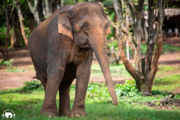 Meet the Elephant Manao at Elephant Nature Park Sanctuary