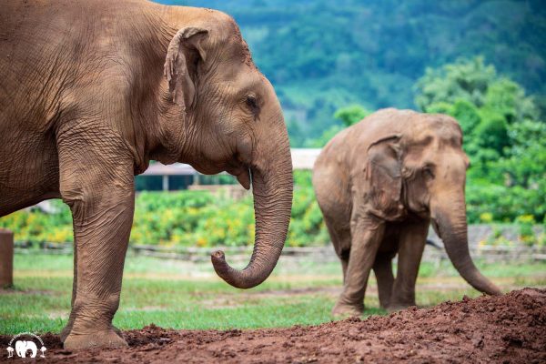 Meet the Elephant Pikun at Elephant Nature Park Sanctuary