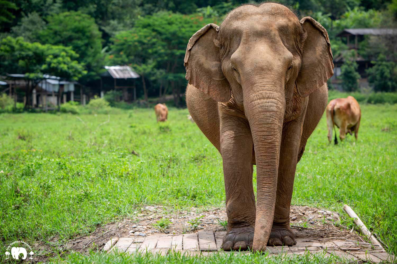 Meet the Elephant Rattana Kham at Elephant Nature Park Sanctuary