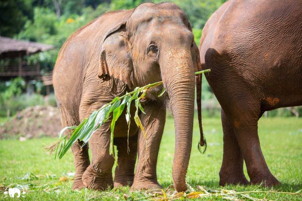 Meet the Elephant Raya at Elephant Nature Park Sanctuary