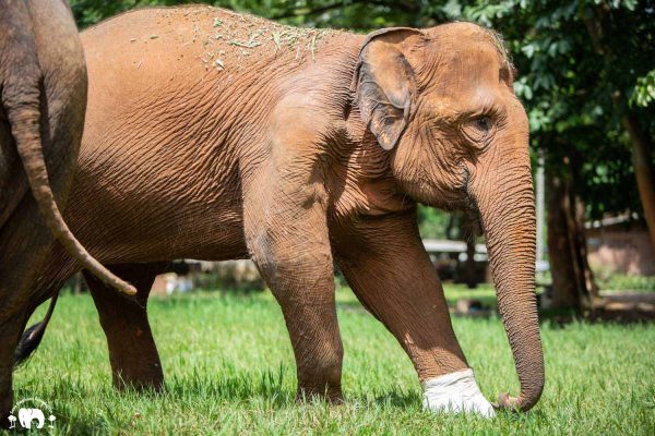 Meet the Elephant Thai Koon at Elephant Nature Park Sanctuary