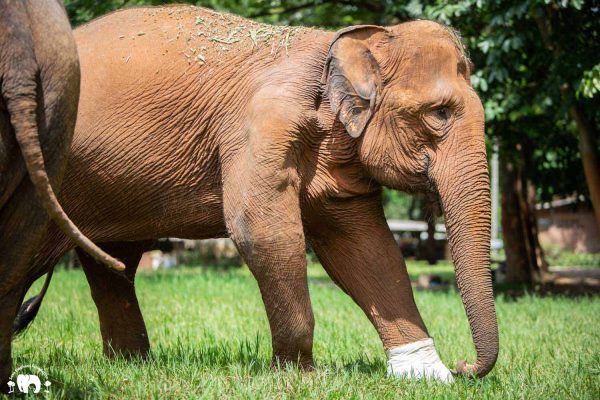 Meet the Elephant Thai Koon at Elephant Nature Park Sanctuary Meet the Elephant Thai Koon at Elephant Nature Park Sanctuary