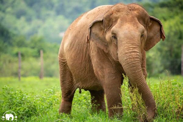 Meet the elephant Auengkham at Elephant Nature Park Sanctuary