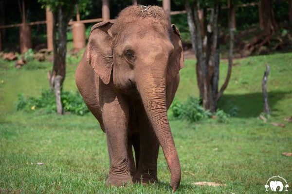 Meet the Elephant Mae Baitoey at Elephant Nature Park Sanctuary