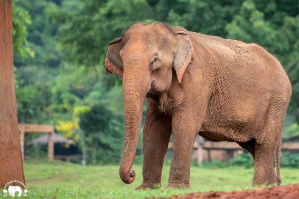 Meet the elephant Baanyen (บานเย็น) at Elephant Nature Park Sanctuary