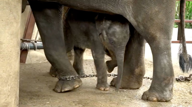 Flashback Friday - Celebrating the 2nd Anniversary of Bunma and her baby Chaba arrival at Elephant Nature Park