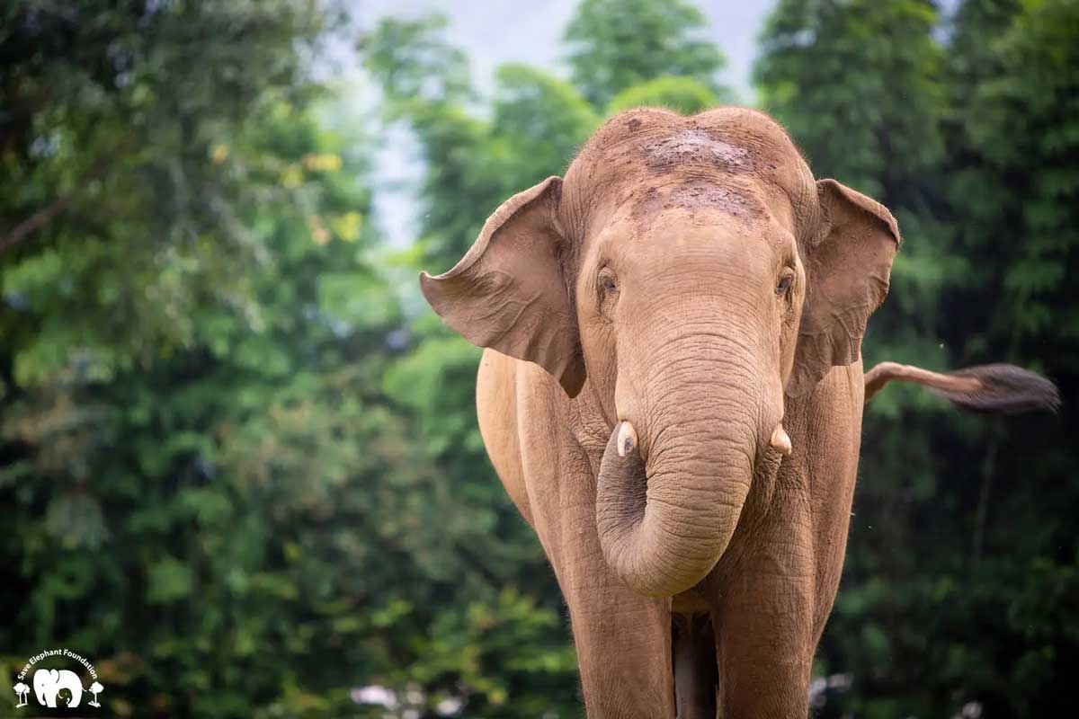 Meet Elephant Chiang Yim at Elephant Nature Park Sanctuary