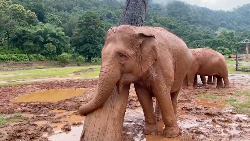 A Recipe for satisfaction expertly demonstrated by DokNgern at Elephant Nature Park Sanctuary