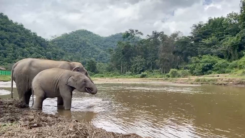 Elephants at Elephant Nature Park Sanctuary always have important access to water