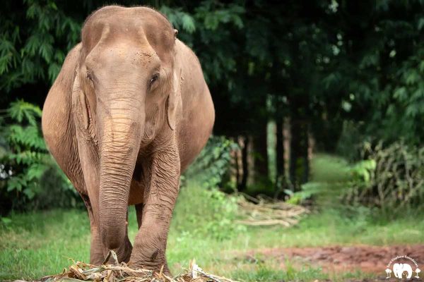 Meet the Elephant Fah Mui at Elephant Nature Park Sanctuary Meet the Elephant Fah Mui at Elephant Nature Park Sanctuary