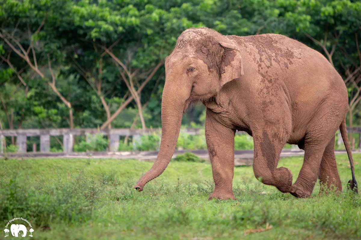 Meet the Elephant Hope at Elephant Nature Park Sanctuary