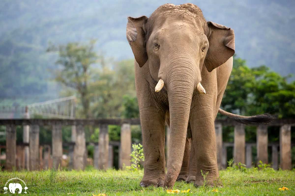 Meet Thong Suk at Elephant Nature Park Sanctuary