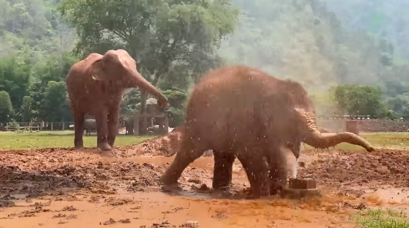 A Two Years Journey Of Baby Elephant Pyi Mai And Her Mother Kham Moon