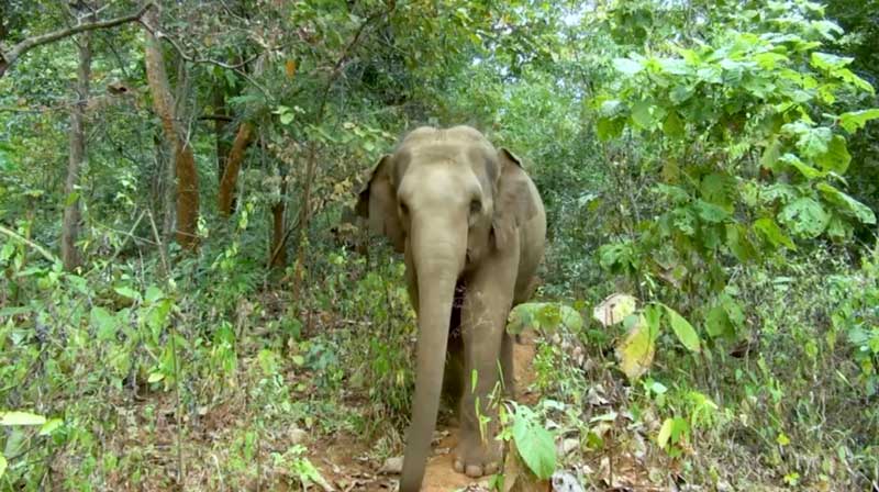 Elephant of the Week 21 August 2023: Khamla at Elephant Nature Park