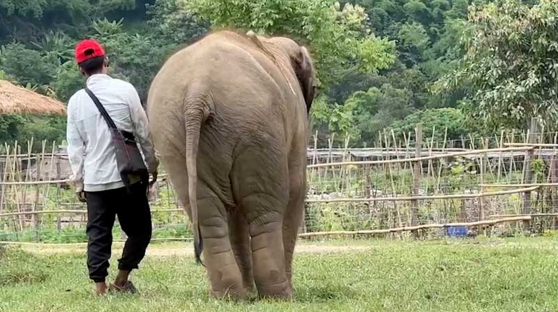 Positive mahout and elephant relationships are vital to the wellbeing of our herd at Elephant Nature Park Sanctuary