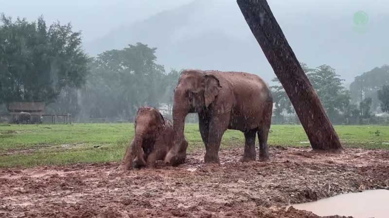 More mud bathing fun at Elephant Nature Park during the Wet (Mud) Season