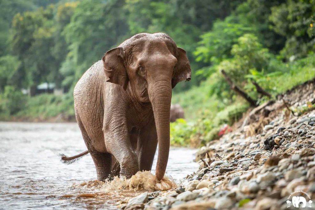 Meet Manao At Elephant Nature Park Sanctuary