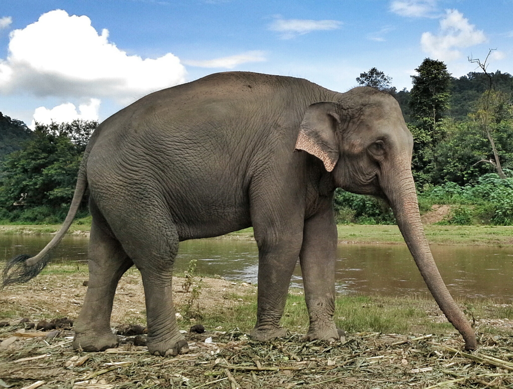 Manao at Elephant Nature Park Sanctuary