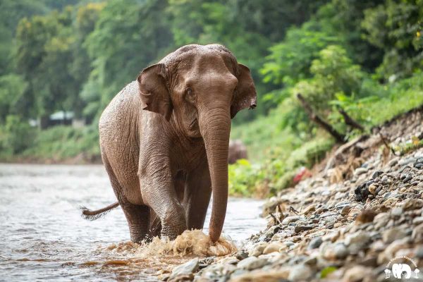 Meet Manao at Elephant Nature Park Sanctuary Meet Manao at Elephant Nature Park Sanctuary