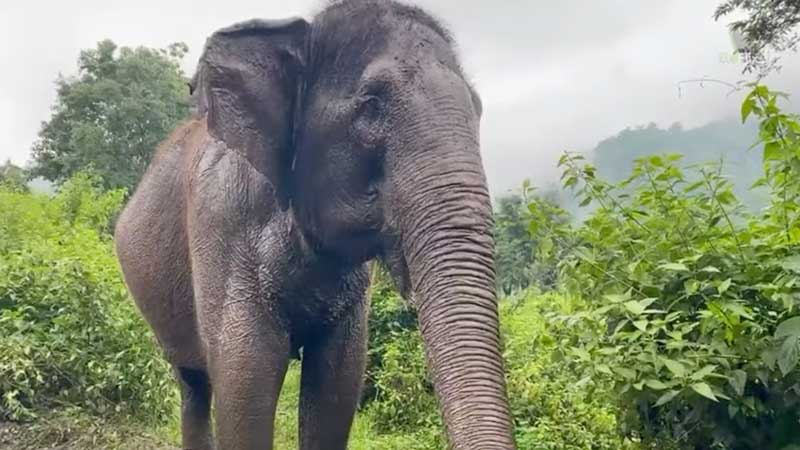 Foraging and Walking in the wild - Elephant Reality Video with Medo Taddao & Sai Thong at Elephant Nature Park Sanctuary