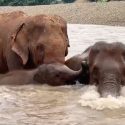 Witness The Incredible Journey Of Trust For A Rescued Elephant Family Of Mho Jae And Sa Ngae
