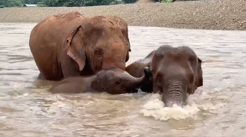 Mho Jae's incredible journey of trust in the sanctuary of elephant nature park