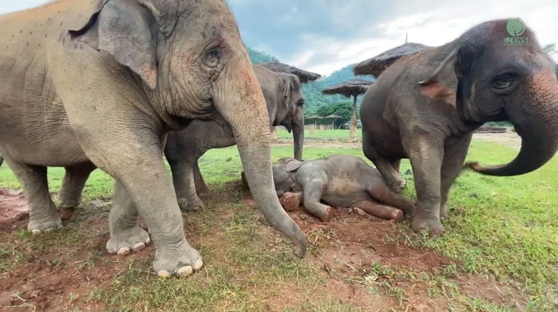 Could a baby elephant bring her rejected mother into the herd at Elephant Nature Park Sanctuary