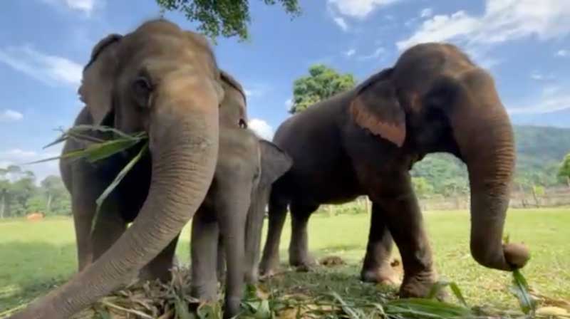 Rescued Elephants MoLoh and LekLek update by our founder Lek