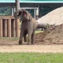 Are You Bored Of Watching Elephants Playing With Old Tyres?